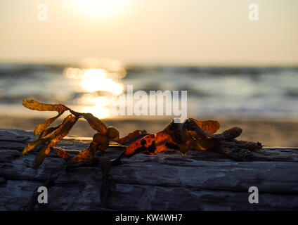 Algen trocknen auf einem Baumstamm bei Sonnenuntergang Stockfoto