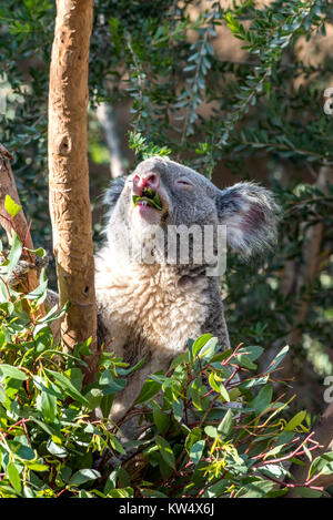 Ein pelziger, grau koala Bär sitzt in den Filialen eines großen eukalyptusbaum und genießen Sie den Geschmack der Blätter. Stockfoto