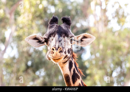 Eine wilde, getarnt giraffe Roaming um große Bäume zeigt seine schönen Muster und großen, braunen Augen. Stockfoto