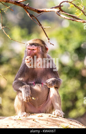 Eine wilde Baboon ruht auf einem Felsen an einem heißen, sonnigen Tag Stockfoto