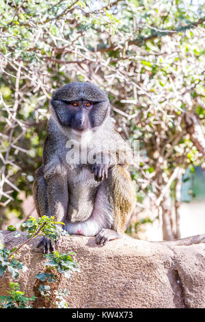 Eine wilde Allen Sumpf Affe sitzt auf einem Stein an einem heißen, sonnigen Tag Stockfoto