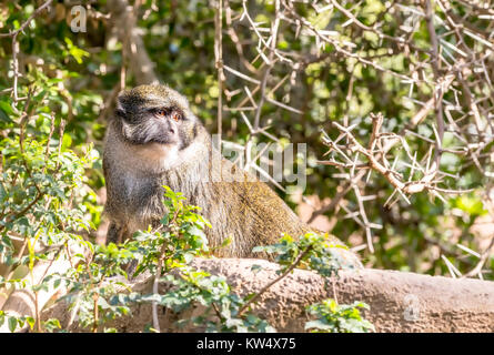 Eine wilde Allen Sumpf Affe sitzt auf einem Stein an einem heißen, sonnigen Tag Stockfoto