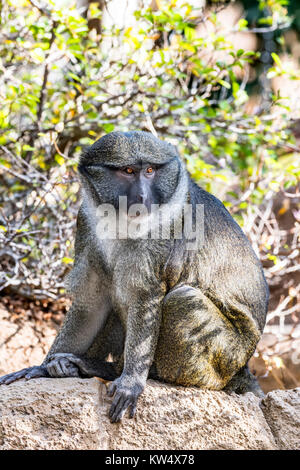 Eine wilde Allen Sumpf Affe sitzt auf einem Stein an einem heißen, sonnigen Tag Stockfoto