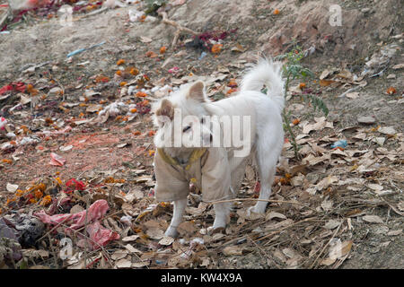 Straße Hund tragen Jacke und Bindi auf der Stirn Stockfoto