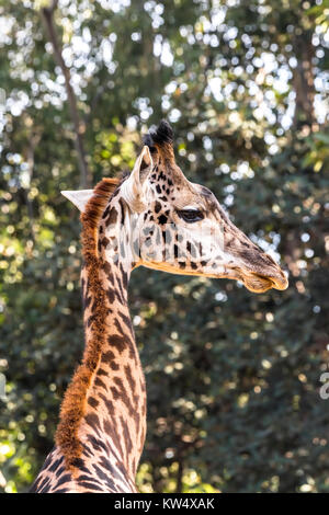 Eine wilde, getarnt giraffe Roaming um große Bäume zeigt seine schönen Muster und großen, braunen Augen. Stockfoto