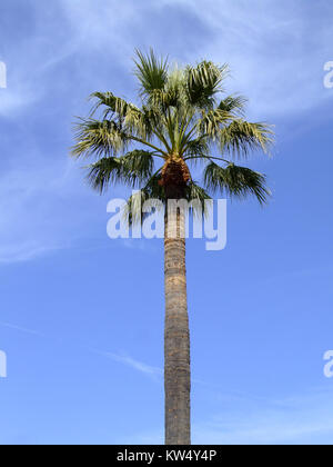 Palmen vor blauem Himmel mit Sonne Stockfoto
