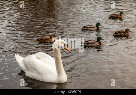 Ropner Park, Stockton on Tees, England, Großbritannien Stockfoto