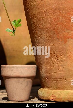 Erdbeere Pflanze Blatt mit Runner, Dangling über einen kleinen Blumentopf. Zwei sehr große, alte Blumentöpfe stehen hinter. Stockfoto