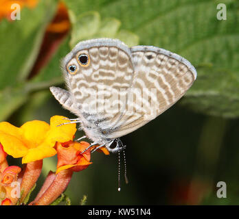 Blau, Marine (Leptotes marina) (8 22 10) Hof, westlich von Patagonien, SCC, Az01 (4921105657) Stockfoto