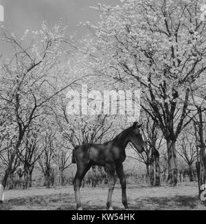 „Bloesem in de Betuwe“ ist ein Foto, das die Blütezeit in der Region Betuwe in den Niederlanden zeigt. Das Foto zeigt die Schönheit der Fruchtbaumblüten in voller Blüte. Stockfoto