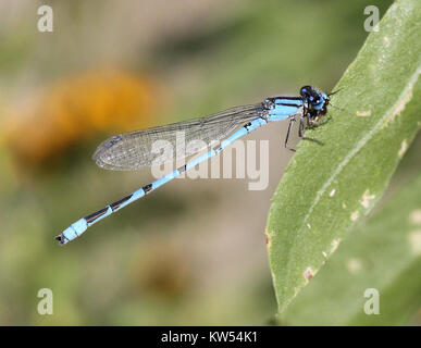 Das Bild zeigt die gebräuchliche Blauart (Enallagma civile), die im San Rafael Grasland im Süden Arizonas zu finden ist. Diese Art ist eine Art von Jungfliege, die für ihre blaue Färbung und ihren Lebensraum in Feuchtgebieten bekannt ist. Stockfoto