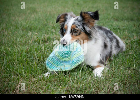 Der Blue Merle Miniature American Shepherd ist eine energiegeladene Hunderasse, die für ihre Agilität und Intelligenz bekannt ist. In diesem Bild spielt er mit einem Frisbee und demonstriert seine Sportlichkeit und Liebe zum aktiven Spiel. Stockfoto