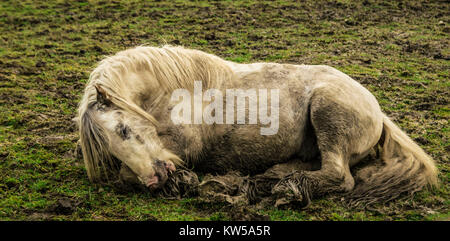 Schmutzige Pferd auf einer Weide. Stockfoto