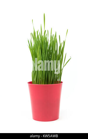 Junge Grüne Weihnachten Weizen in einem Blumentopf Rot auf weißem Hintergrund. Weihnachten Symbol. Stockfoto