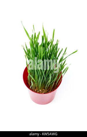 Junge Grüne Weihnachten Weizen in einem Blumentopf Rot auf weißem Hintergrund. Weihnachten Symbol. Stockfoto
