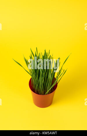 Junge Grüne Weihnachten Weizen in einem roten Topf auf einem gelben Hintergrund. Stockfoto