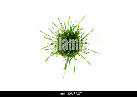 Junge Grüne Weihnachten Weizen in einem Blumentopf Rot auf weißem Hintergrund. Weihnachten Symbol. Stockfoto