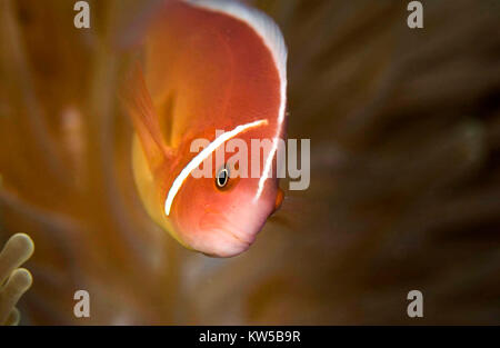 Rosa Anemonenfischen (AMPHIPRION PERIDERAION) Schwimmen über ANENOME Stockfoto