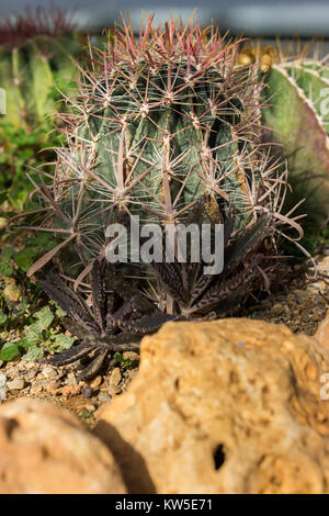 Cactus gepflanzt im Boden, bis Schuß schließen Stockfoto