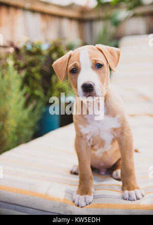 Acht Wochen alt Pit Bull Mix Welpen Spielen im Freien Stockfoto