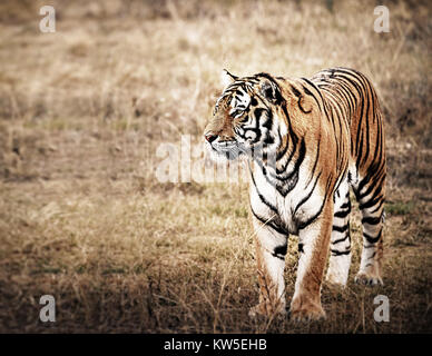 Tiger in einem schönen goldenen Licht Stockfoto