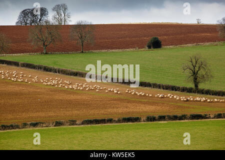 Schafe auf dem Ackerland, späten Winter Stockfoto