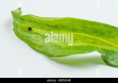 Castor bean Klicken Sie auf ein grünes Blatt. Ixodes ricinus. Weißer Hintergrund. Lauern milbe. Gefährliche Parasiten. Träger der Infektion. Lyme Krankheit, Enzephalitis. Stockfoto