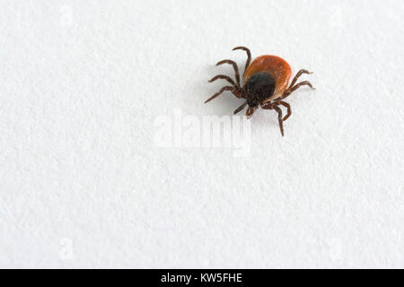 Big castor Bean tick auf weißem Hintergrund. Ixodes ricinus. Gefährliche Parasiten und Träger der Infektion wie Enzephalitis und Lyme Borreliose. Stockfoto