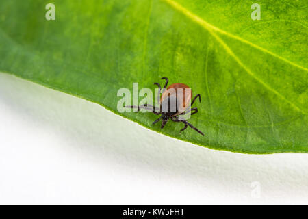 Interessante castor Bean klicken Sie auf ein grünes Blatt. Ixodes ricinus. Gefährliche Parasiten und Träger der Infektion wie Enzephalitis und Lyme Borreliose. Stockfoto