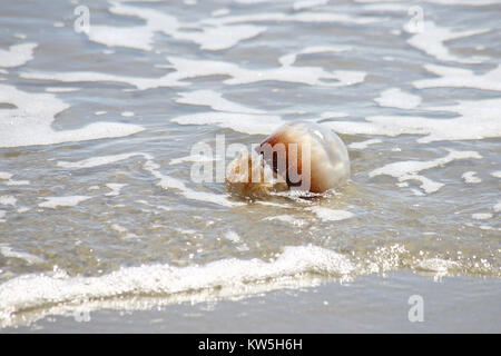 Eine Kanonenkugel Quallen an einem Sandstrand. Stockfoto