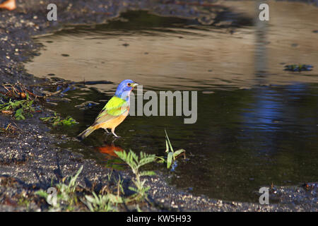 Ein buntes und wunderschön bemalte Bunting am Wasserrand. Stockfoto