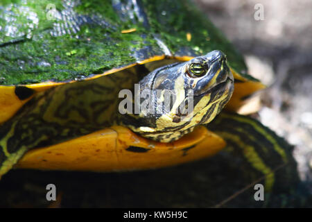 Eine gelbe bauchige Slider turtle stoppt zu schauen Sie sich um. Stockfoto