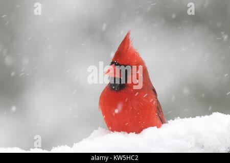 Eine helle rote Nördlichen Kardinal hocken im Schnee während einer Weihnachten winter storm Stockfoto