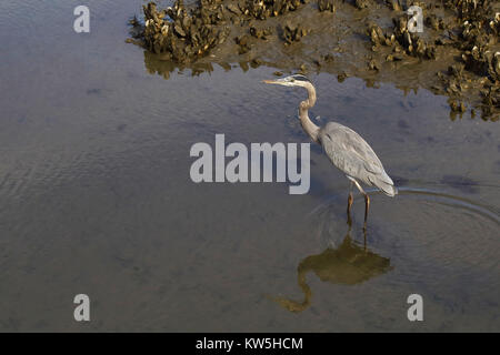 Ein Great Blue Heron Jagd in einem Salzwasser- Mündung. Stockfoto