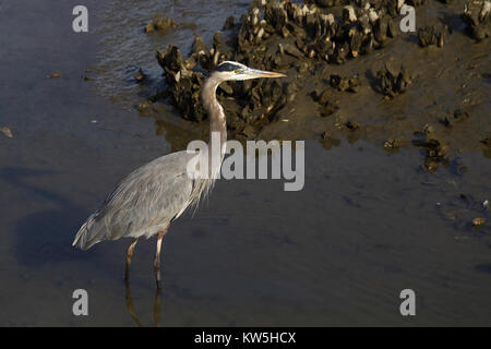 Ein Great Blue Heron Jagd in einem Salzwasser- Mündung. Stockfoto