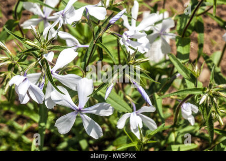 Phlox maculata 'White Parfüm' Stockfoto