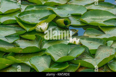 Nymphaea odorata - amerikanische Weiße Seerose Stockfoto