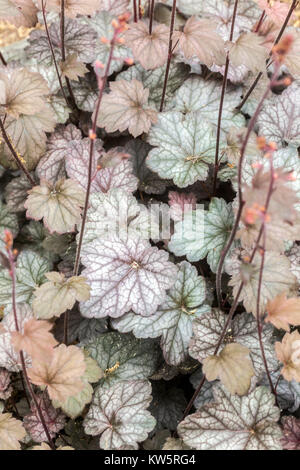 Dekoratives Laub Heuchera „Regina“ Heuchera Leaves Garden Stockfoto