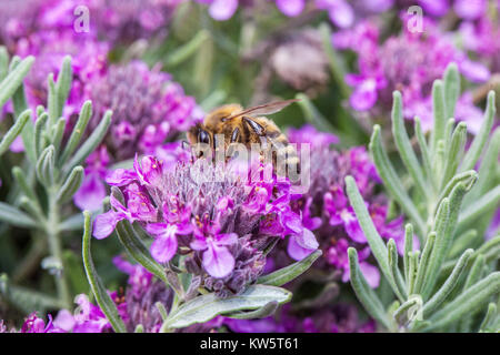 Europäische Honigbiene auf Teucrium ackermannii Germander Stockfoto