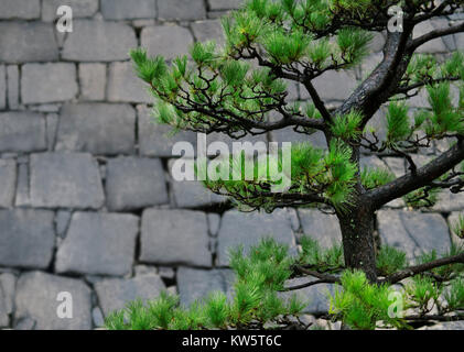 Verbogene japanische schwarze Kiefern, Pinus thunbergii, Niwaki geschulte grüne Zweige auf Stein Wand Hintergrund in einem Garten in Osaka, Japan Stockfoto