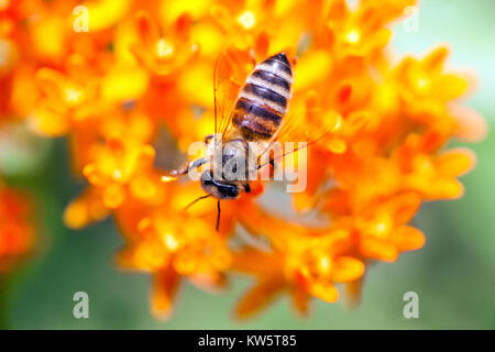 Nahaufnahme Biene auf Blume Schmetterlingskrautpflanze - Asclepias tuberosa, orangefarbene Milchblume Stockfoto