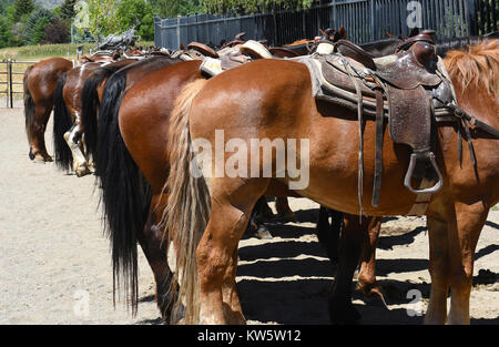 CODY, Wyoming - Juni 24, 2017: gesattelte Pferde an der Buffalo Bill Zentrum des Westens. Wanderritte im Zentrum angeboten. Stockfoto