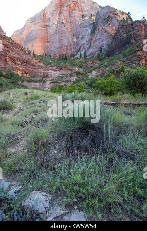 Szene entlang der weinend Wand Wanderweg, der Zion National Park Stockfoto