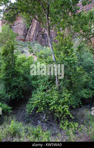 Szene entlang der weinend Wand Wanderweg, der Zion National Park Stockfoto