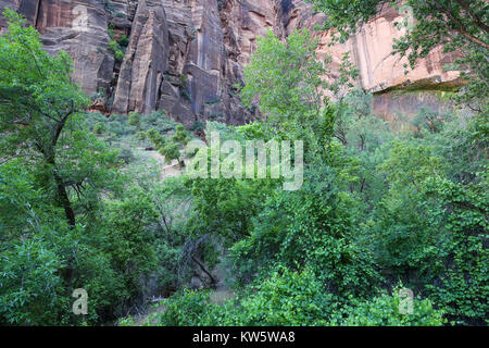 Szene entlang der weinend Wand Wanderweg, der Zion National Park Stockfoto