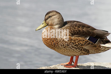 Stockente weiblich stehend auf Felsvorsprung mit Blick auf Wasser Stockfoto