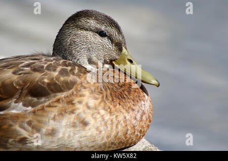 Stockente Weiblich ruht auf Rock Stockfoto