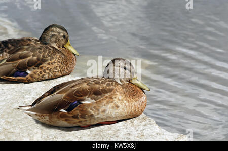 Zwei Stockente Weibchen ruht auf Felsvorsprung entlang der Küste Stockfoto