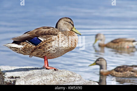 Stockente weiblich steht auf Rock - zwei Stockente Hennen schwimmen im Hintergrund Stockfoto