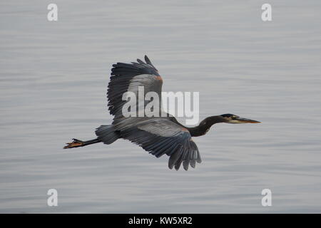 Great Blue Heron Stockfoto